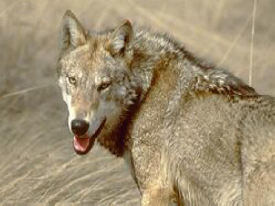 Bulgarian wildlife